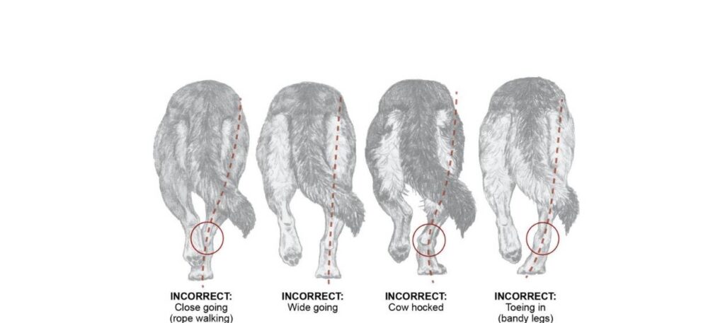 Causes of Cow Hocks in German Shepherds