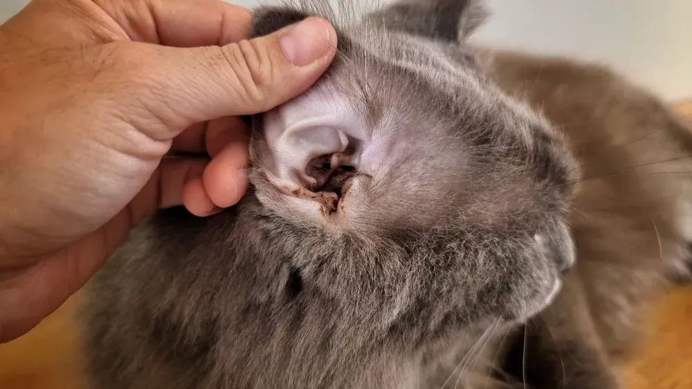 Recognizing Symptoms of Feline Ear Problems