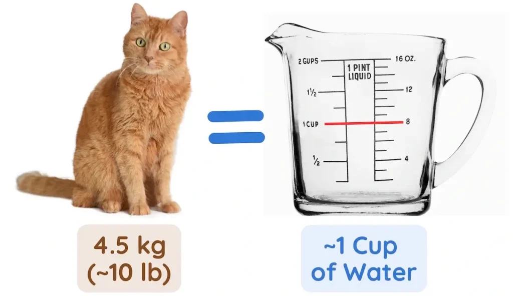 How Much Water Should a Cat Drink Per Day?