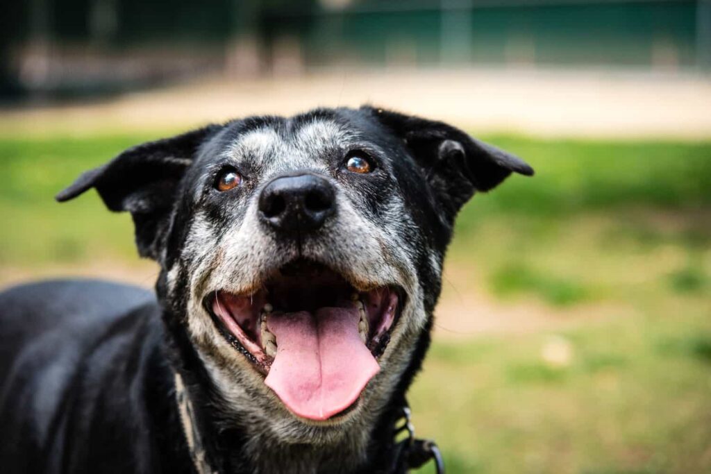 Common Causes of Dog Panting at Night
