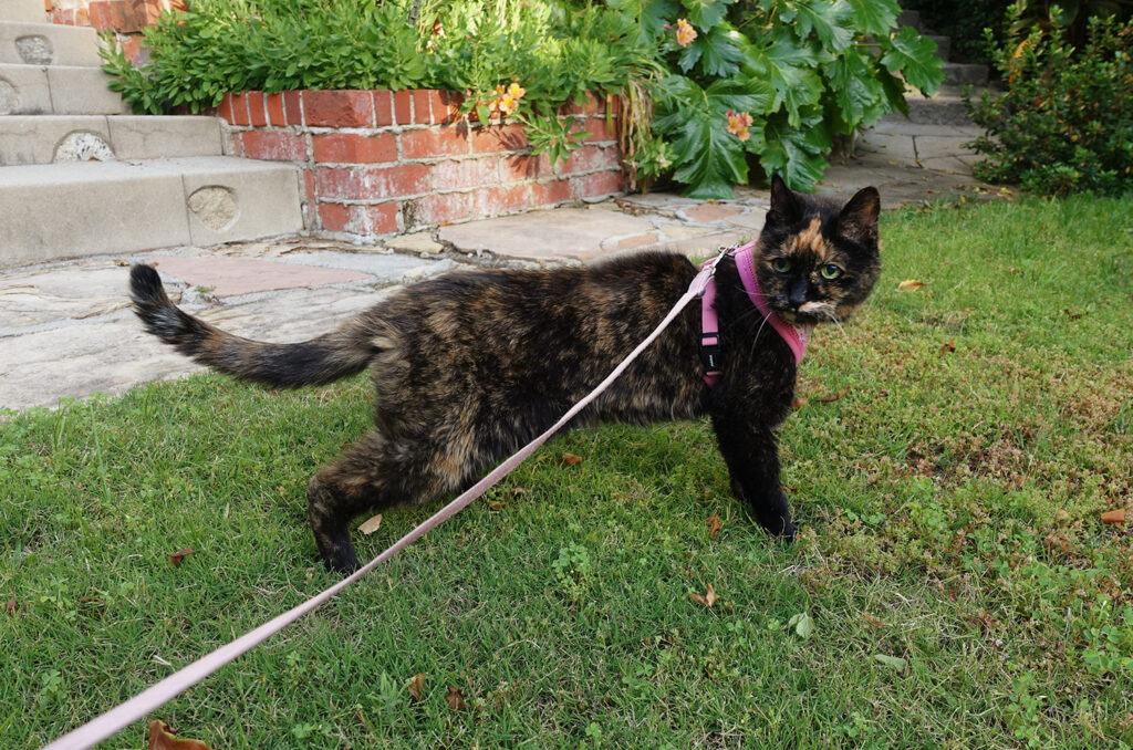 Should You Let Your Cat Walk It Off?