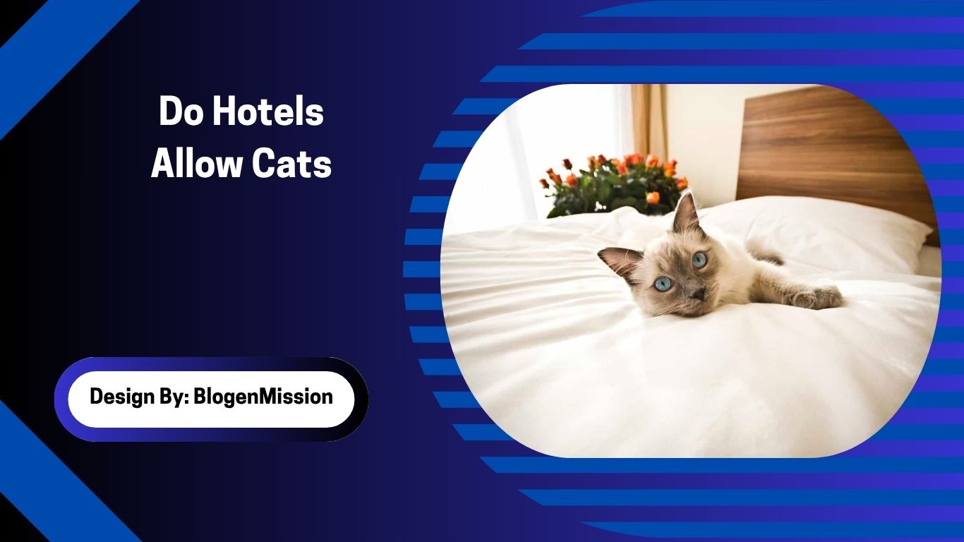 Do Hotels Allow Cats