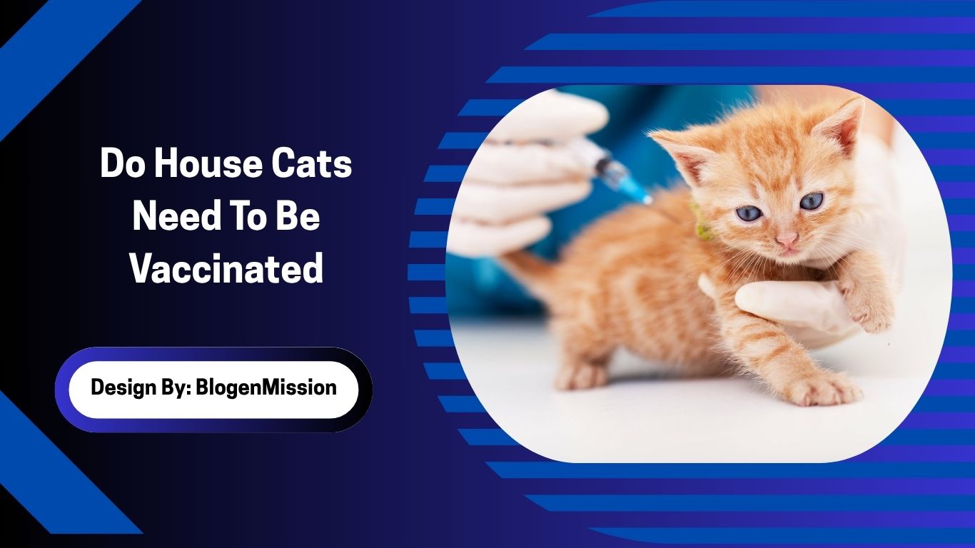 Do House Cats Need To Be Vaccinated