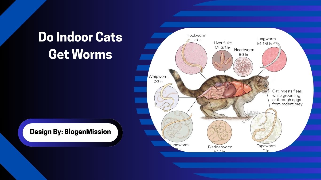 Do Indoor Cats Get Worms