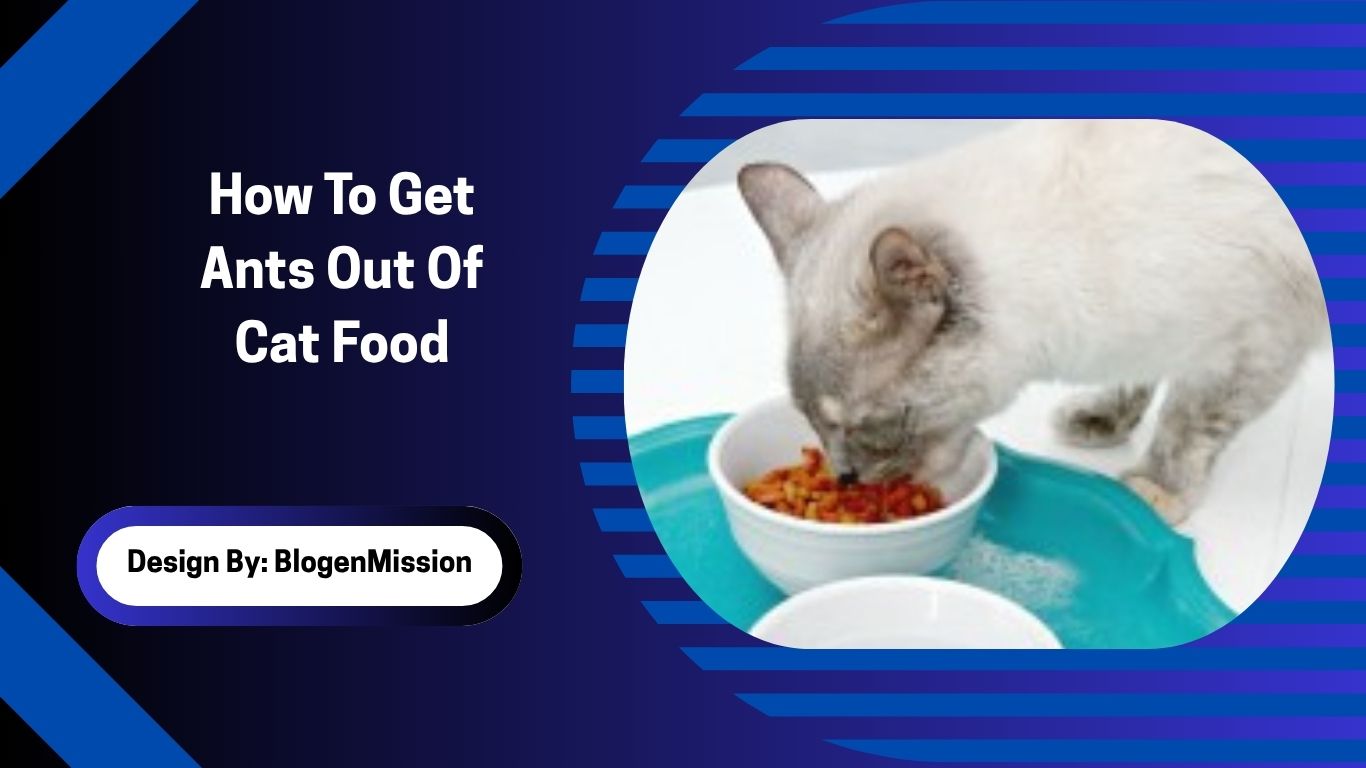 How To Get Ants Out Of Cat Food