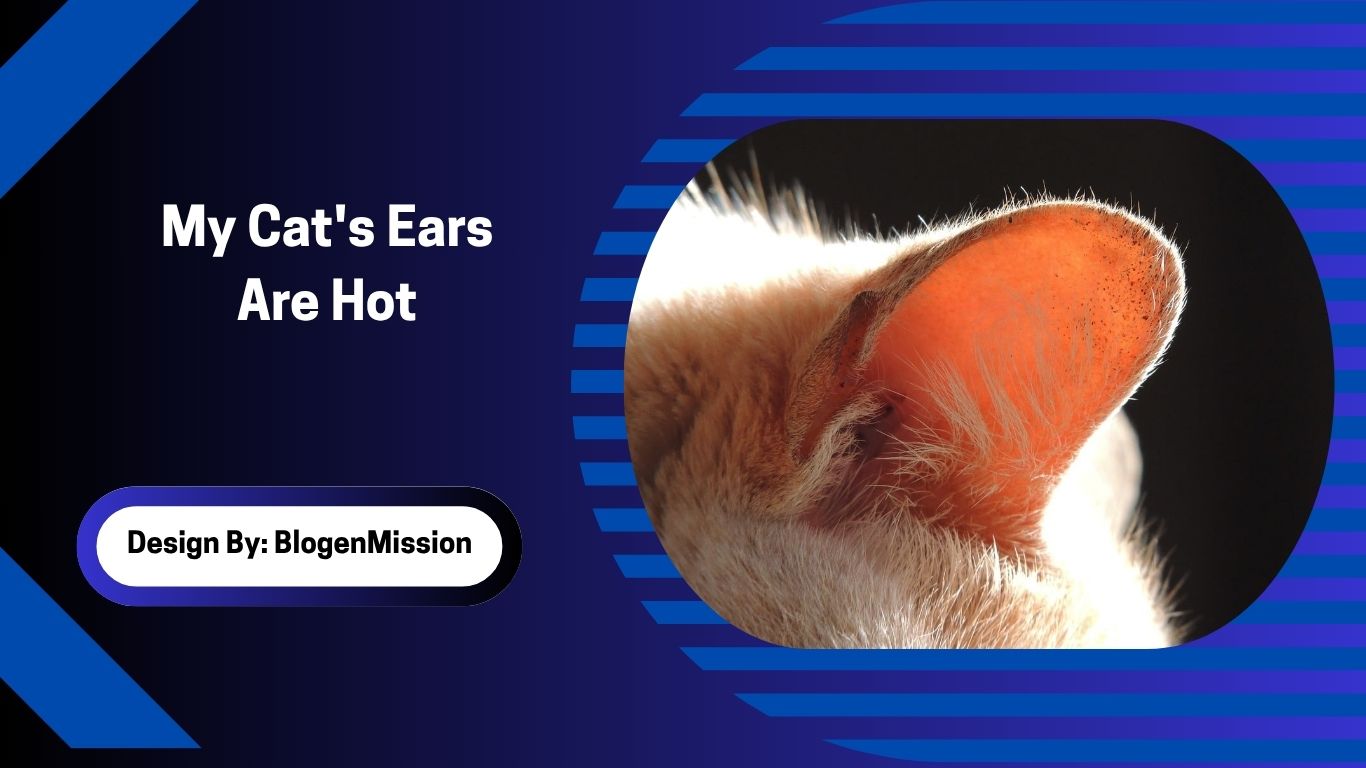 My Cat's Ears Are Hot