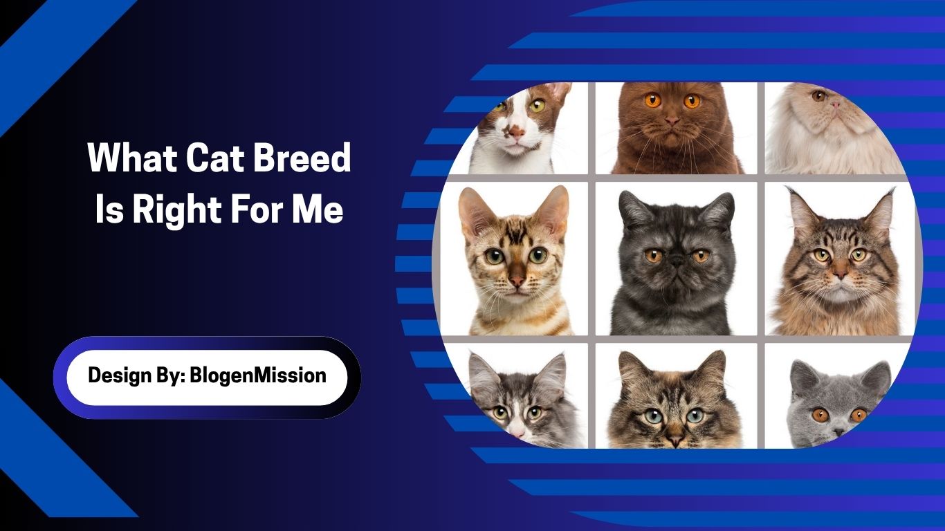 What Cat Breed Is Right For Me