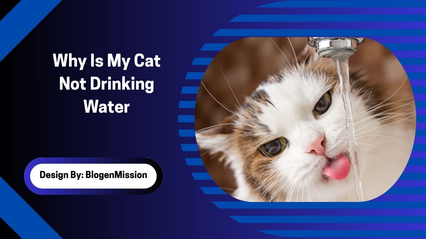 Why Is My Cat Not Drinking Water