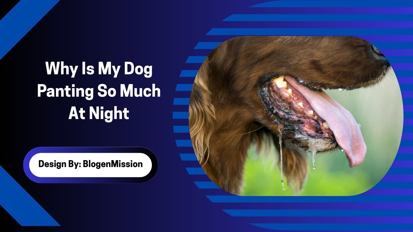 Why Is My Dog Panting So Much At Night