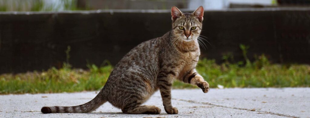 Why Is My Cat Limping But Still Acting Normal?