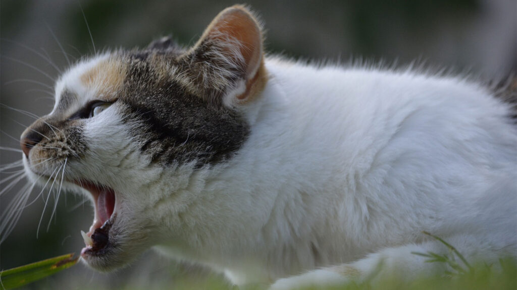 Home Care for Mild Congestion of cat