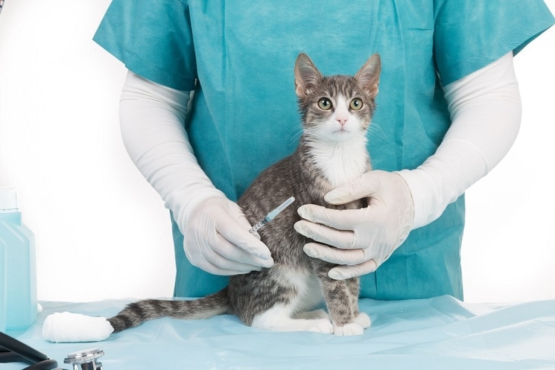 2025 Trends in Cat Vaccinations
