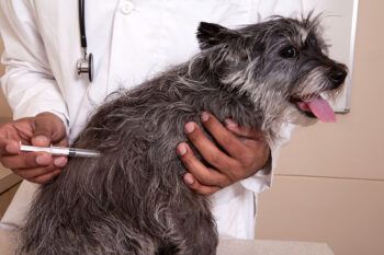 How Often Should Dogs Get Rabies Shots?