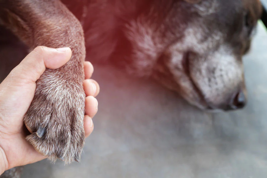 Practical Steps to Handle Pet Ashes