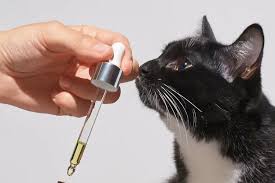 Signs of Cedarwood Oil Poisoning in Cats