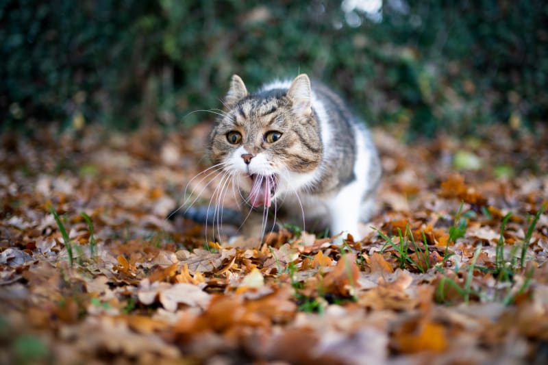 Common Causes of Cat Dry Heaving