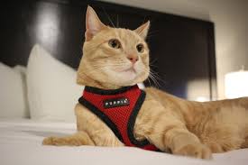Tips for Staying in a Hotel with a Cat