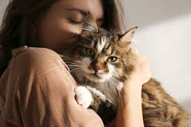 Best Cat Breeds for Families, Seniors, and First-Time Owners