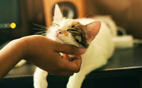 Can I Keep My Cat’s Ashes?