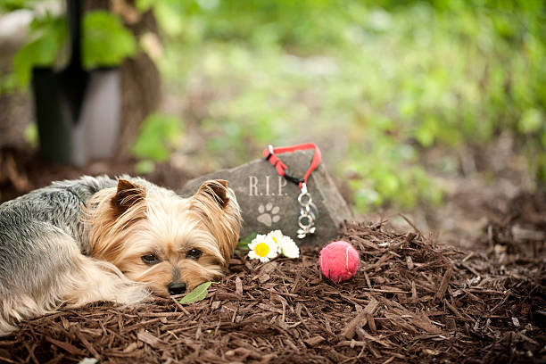 How to Save on Pet Cremation Costs?