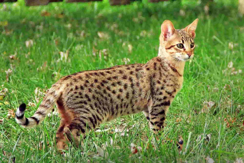 Tips for Savannah Pet Owners
