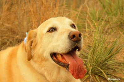 Unique Data on Dog Panting