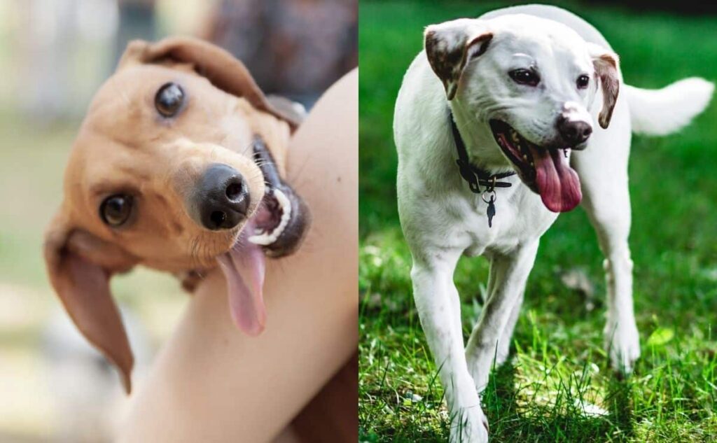 Breed-Specific Risks for Nighttime Panting