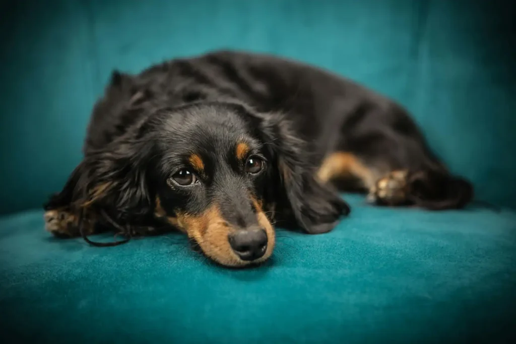 Conservative IVDD Management in Dogs