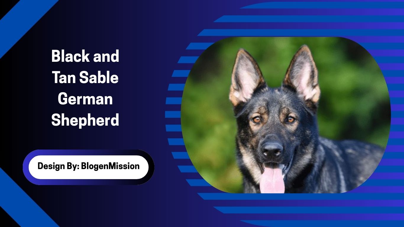 Black and Tan Sable German Shepherd