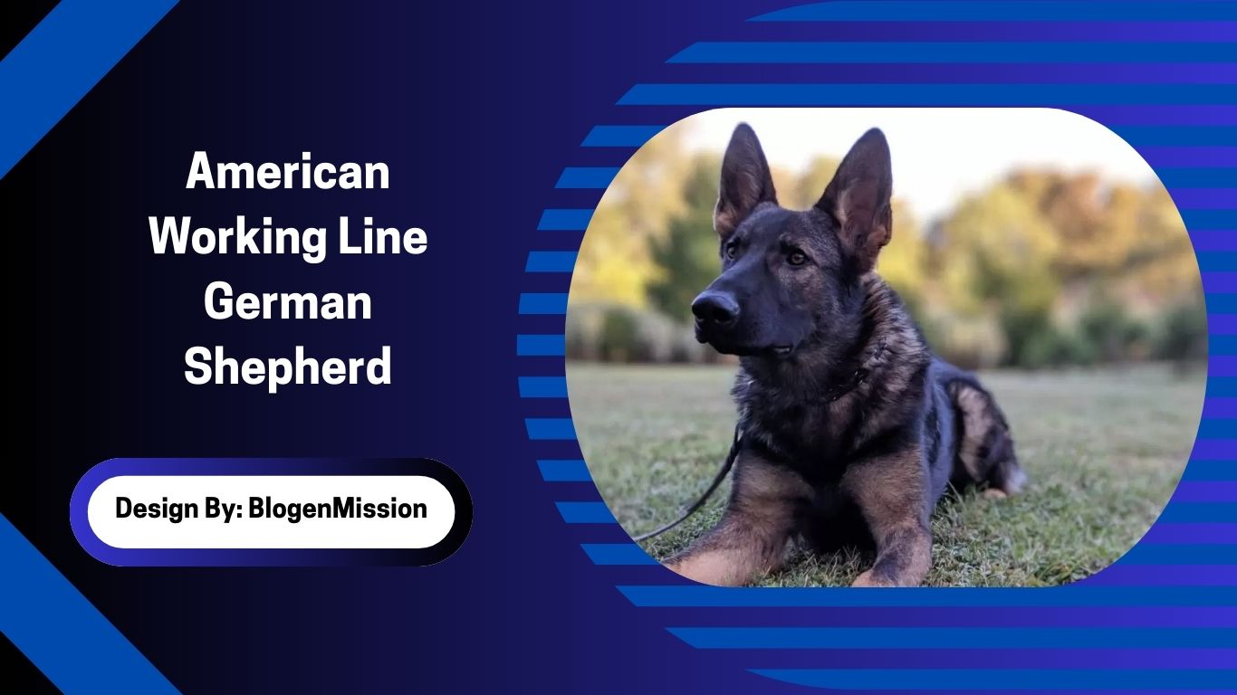American Working Line German Shepherd