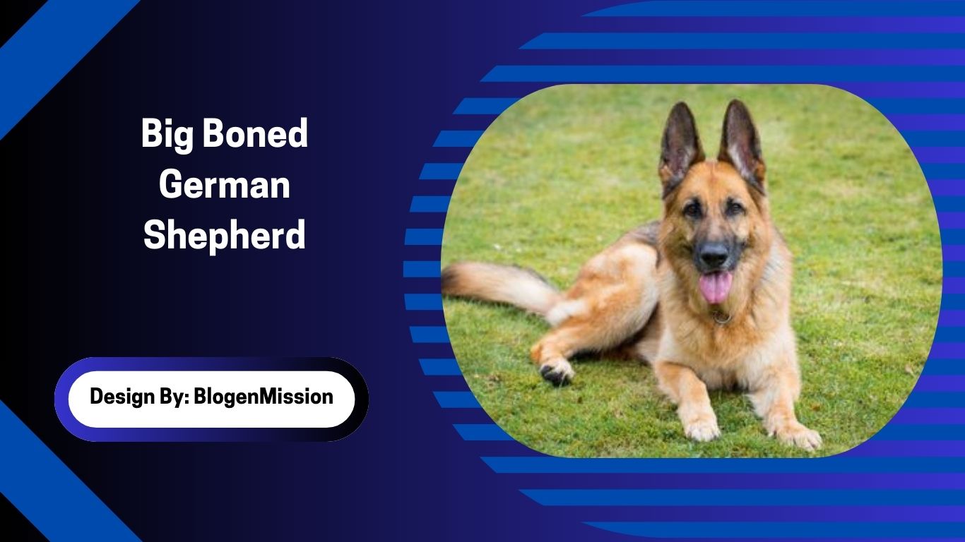 Big Boned German Shepherd