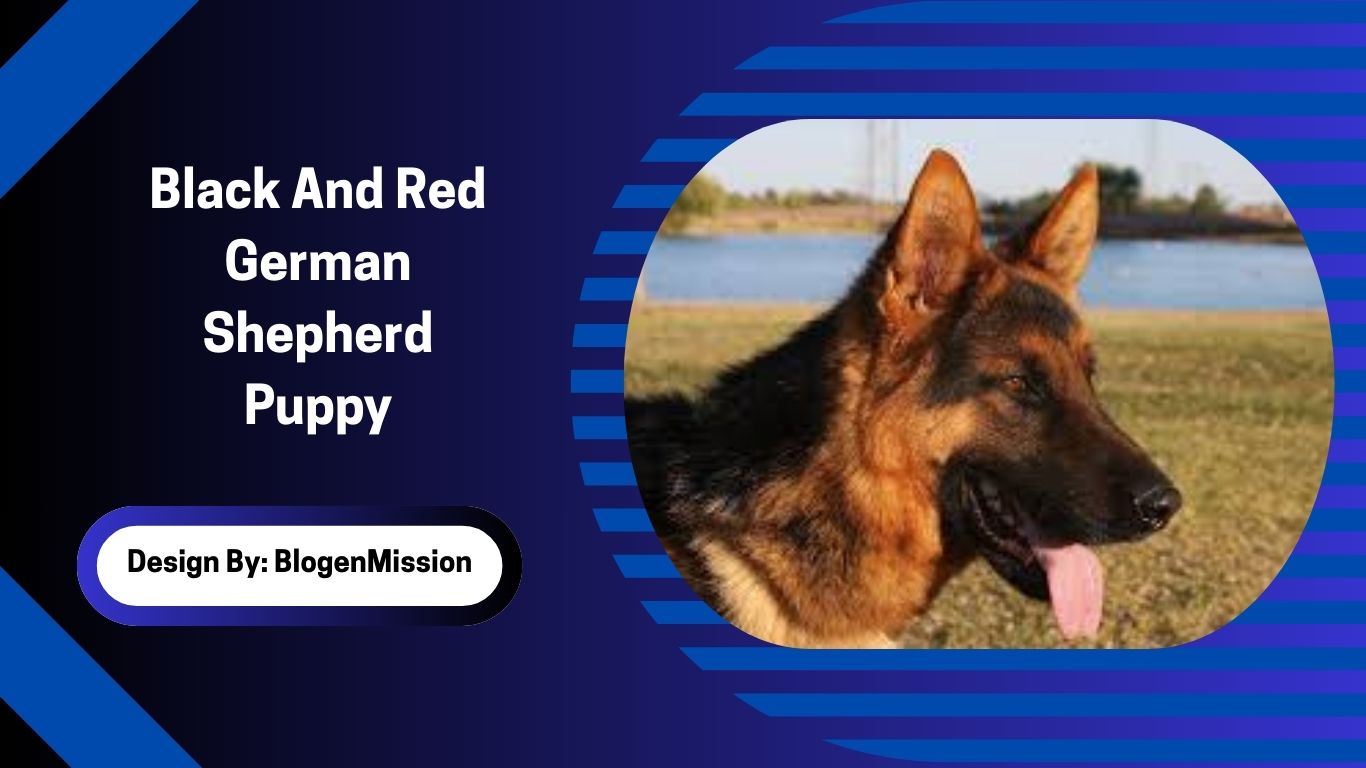 Black And Red German Shepherd Puppy