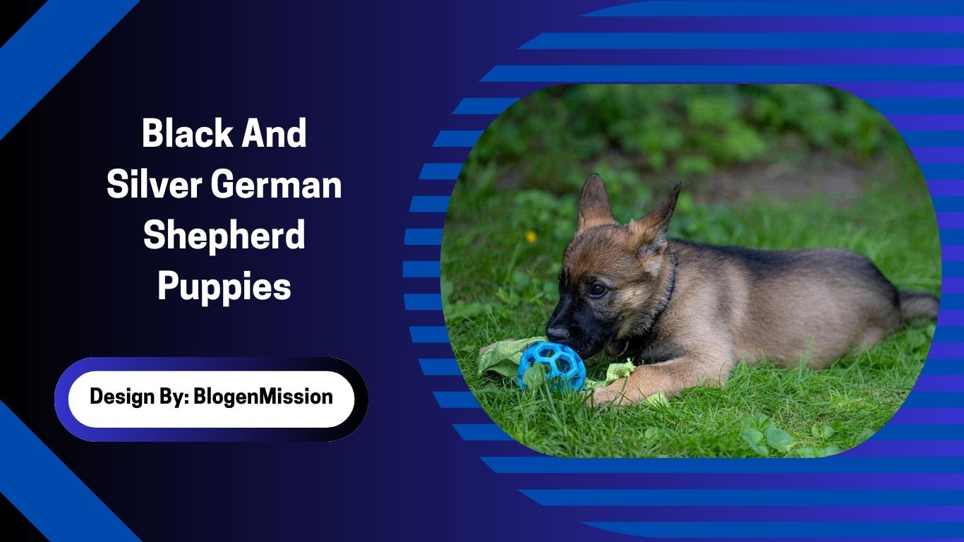 Black And Silver German Shepherd Puppies