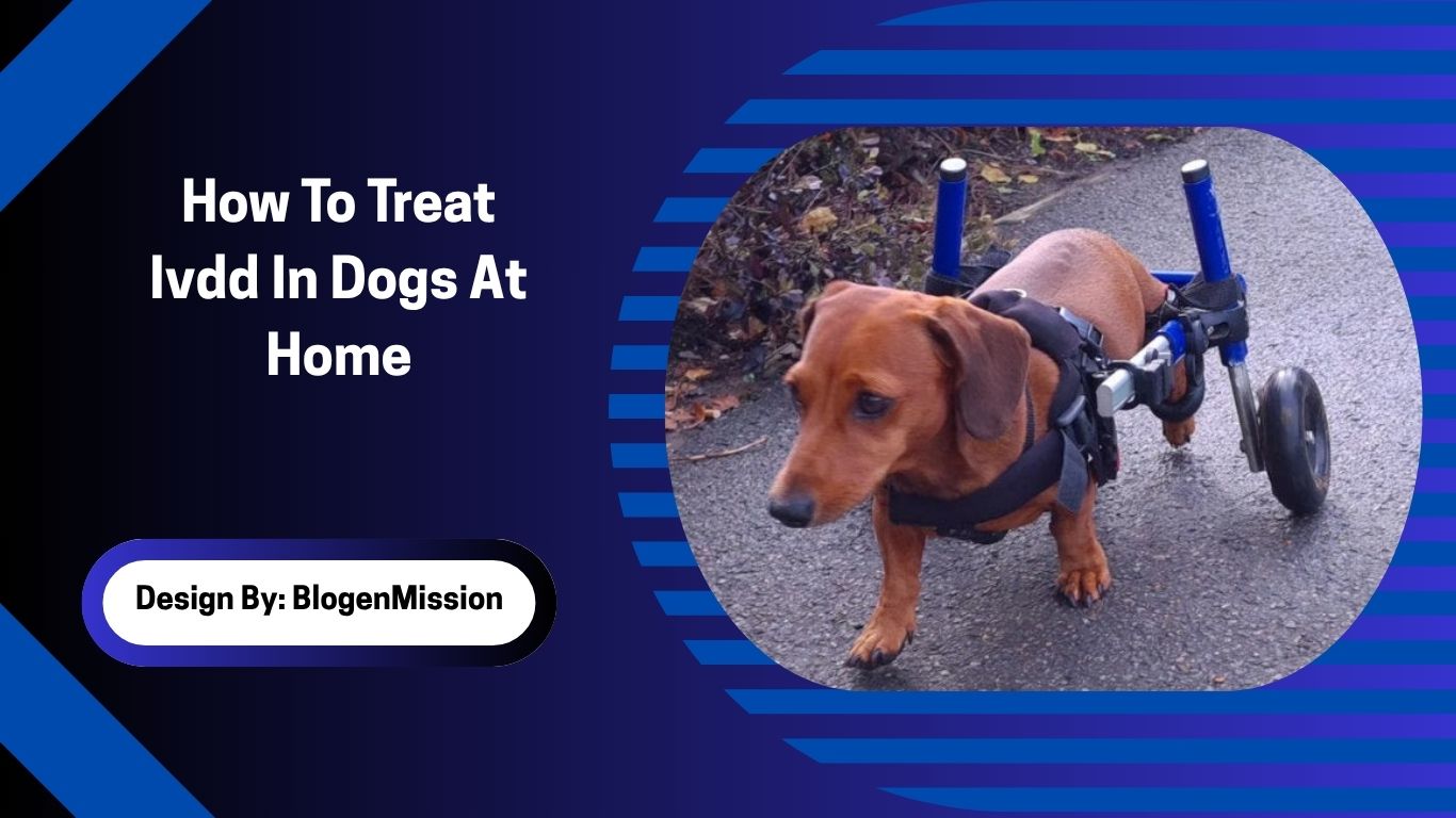 How To Treat Ivdd In Dogs At Home