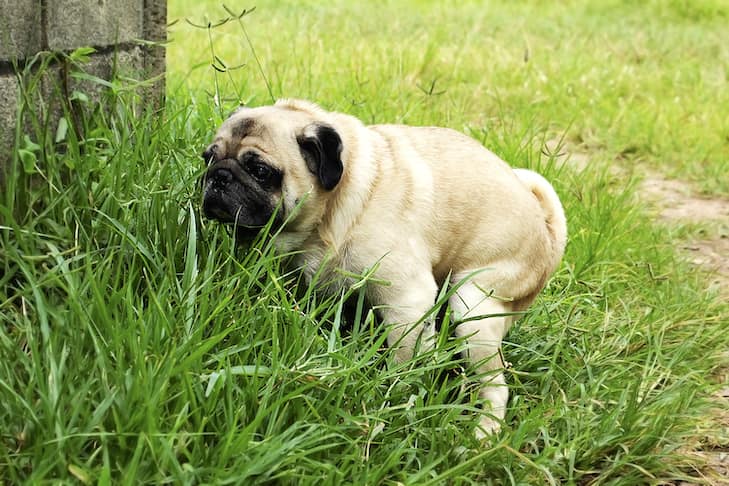 Common Causes of Dog Diarrhea at Night