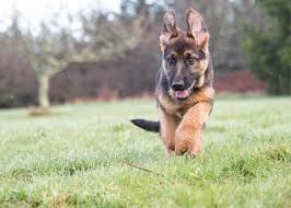 Training a Red and Black Shepherd Puppy