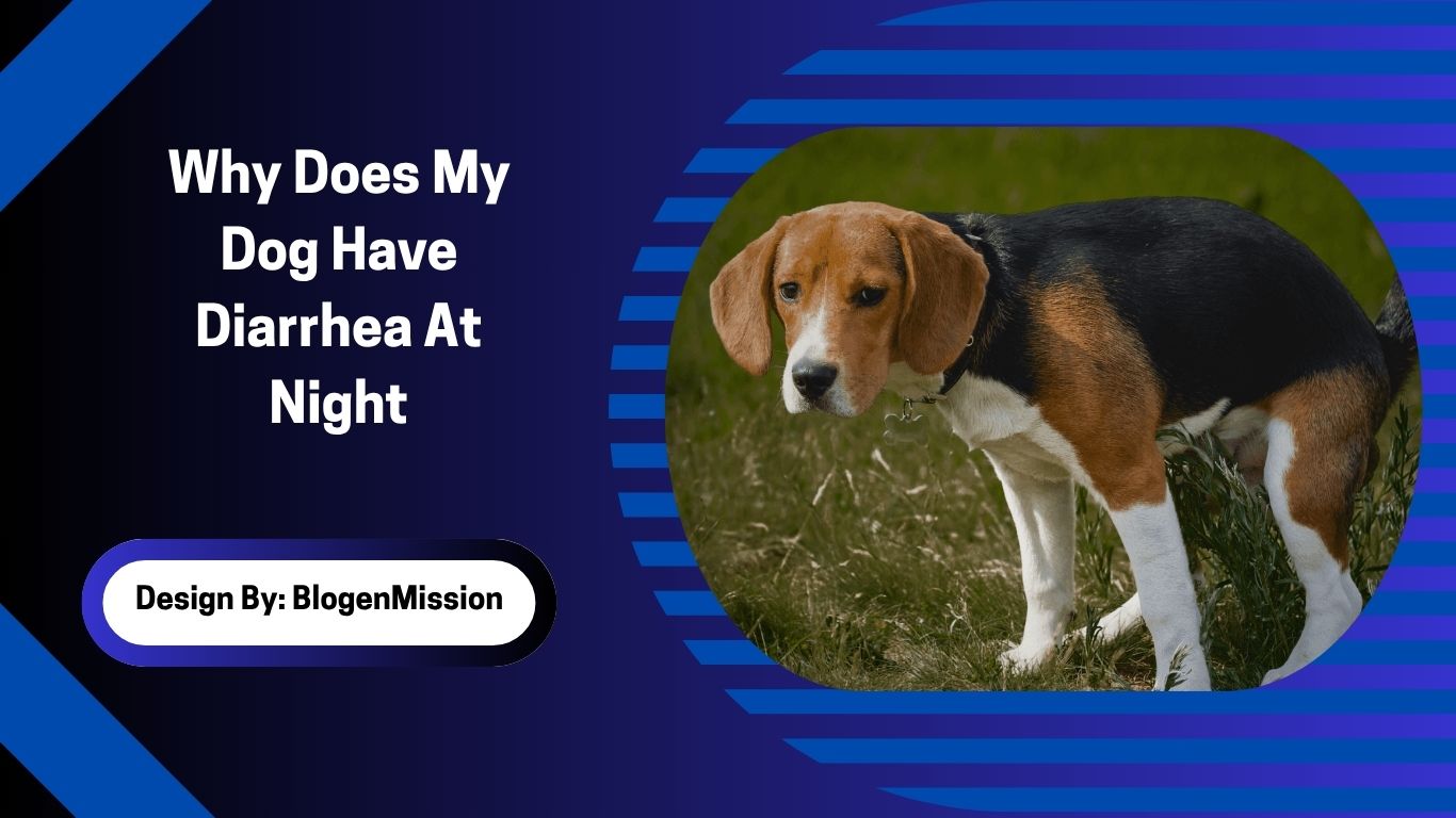 Why Does My Dog Have Diarrhea At Night