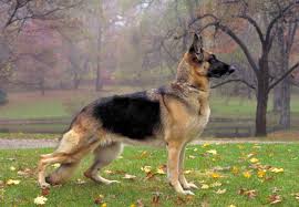 Grooming Needs for Large German Shepherds