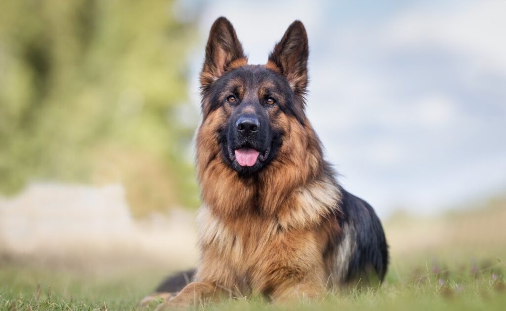Red and Black Shepherd Breed Standards