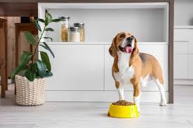 Signs Your Dog Loves or Tolerates Chicken Hearts Well