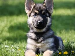Are Black and Silver German Shepherds Rare?