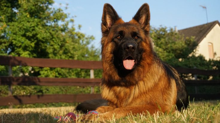 How Rare is a Black and Red German Shepherd Puppy?