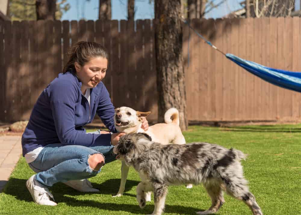 Outdoor Pet Safety and Enrichment