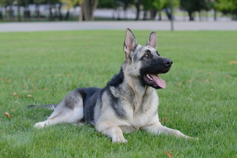 Black and Silver German Shepherd Puppy Socialization