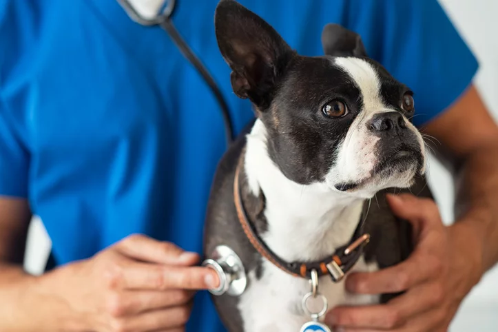 When to See a Veterinarian