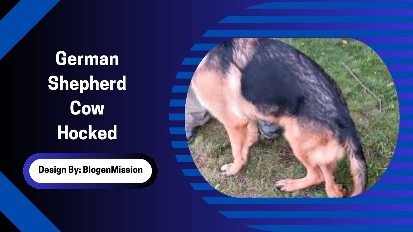 German Shepherd Cow Hocked