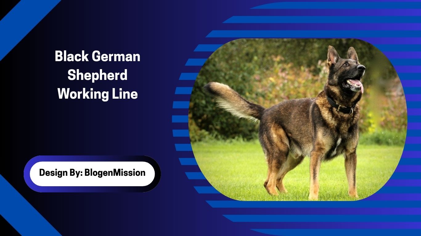 Black German Shepherd Working Line