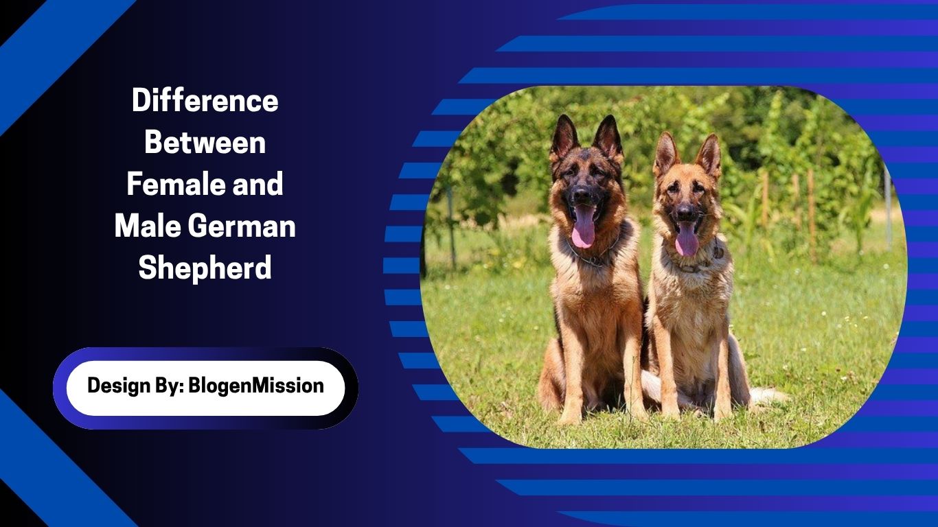 Difference Between Female and Male German Shepherd