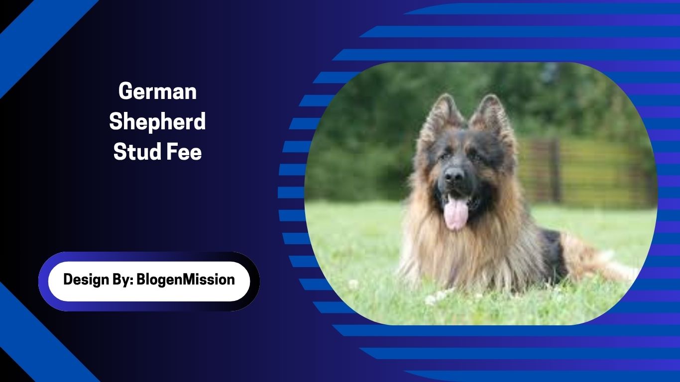 German Shepherd Stud Fee