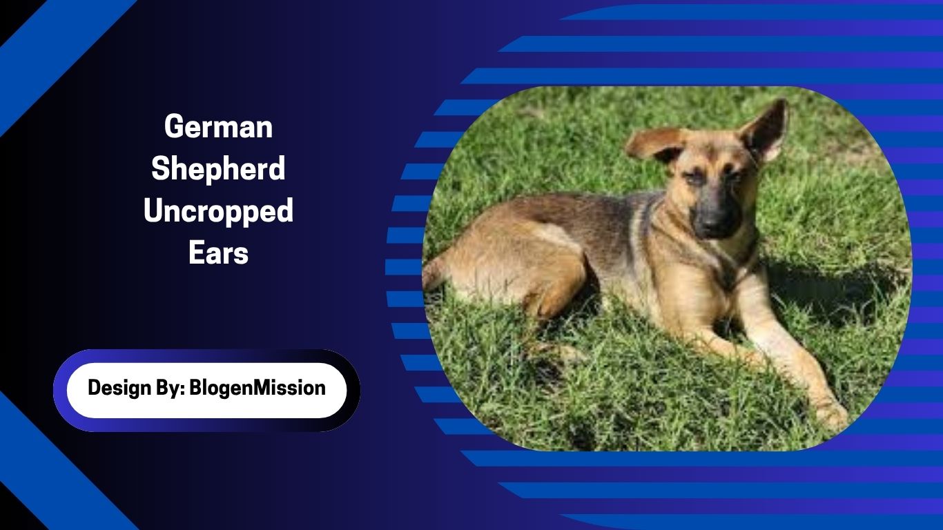 German Shepherd Uncropped Ears